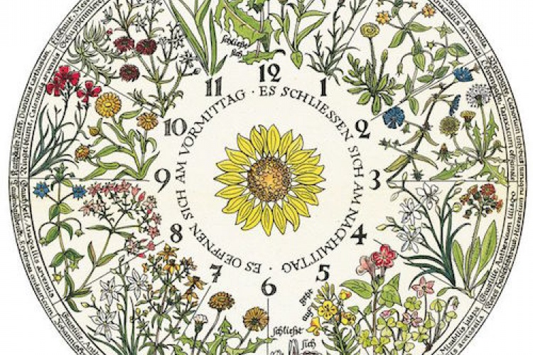 Diseño del reloj floral de Carl von Linné